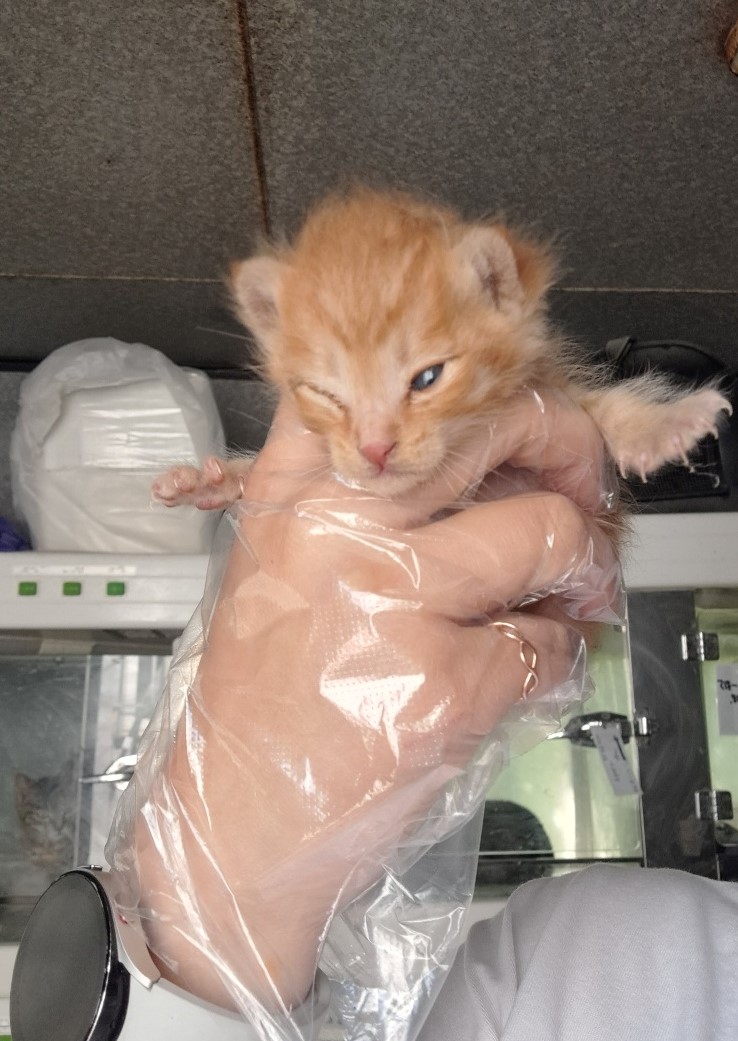 보호중 한국 고양이…