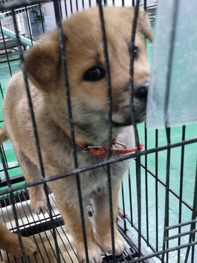 밀양시동물보호센터_448536202300865
