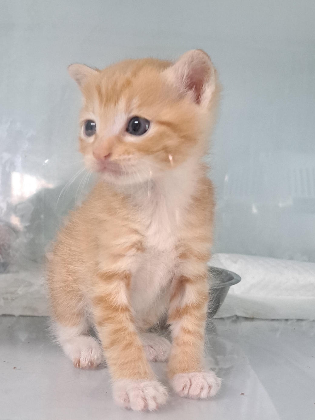 울산유기동물보호센터_431371202300170