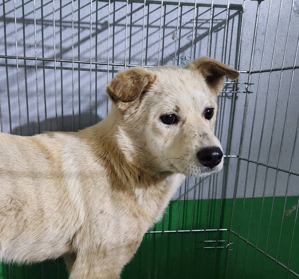 한국야생동물보호협회_441383202300243