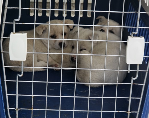 영천유기동물보호센터_447510202300088