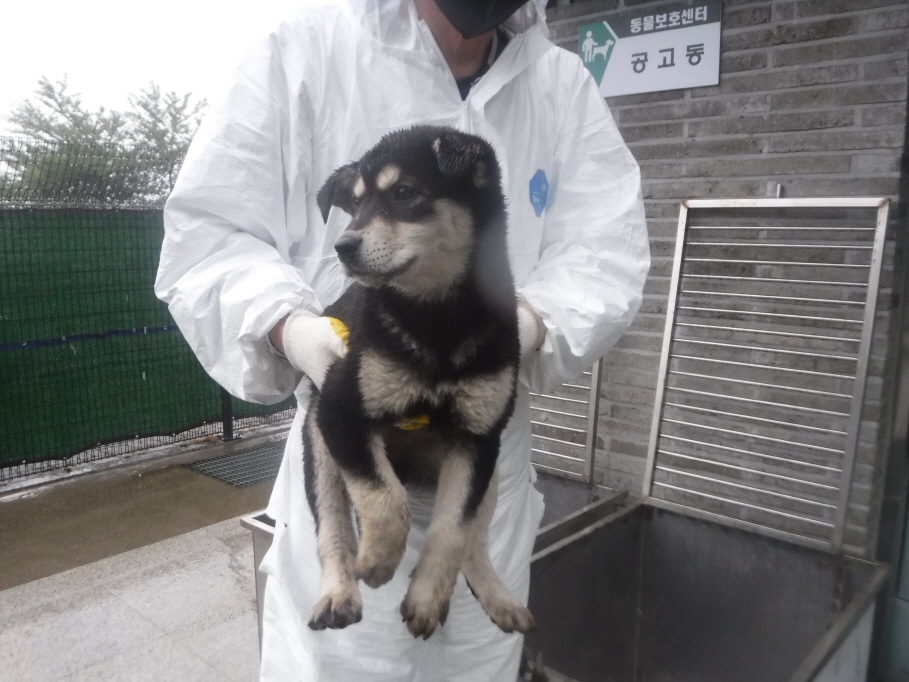 제주 동물보호센터_450650202301356