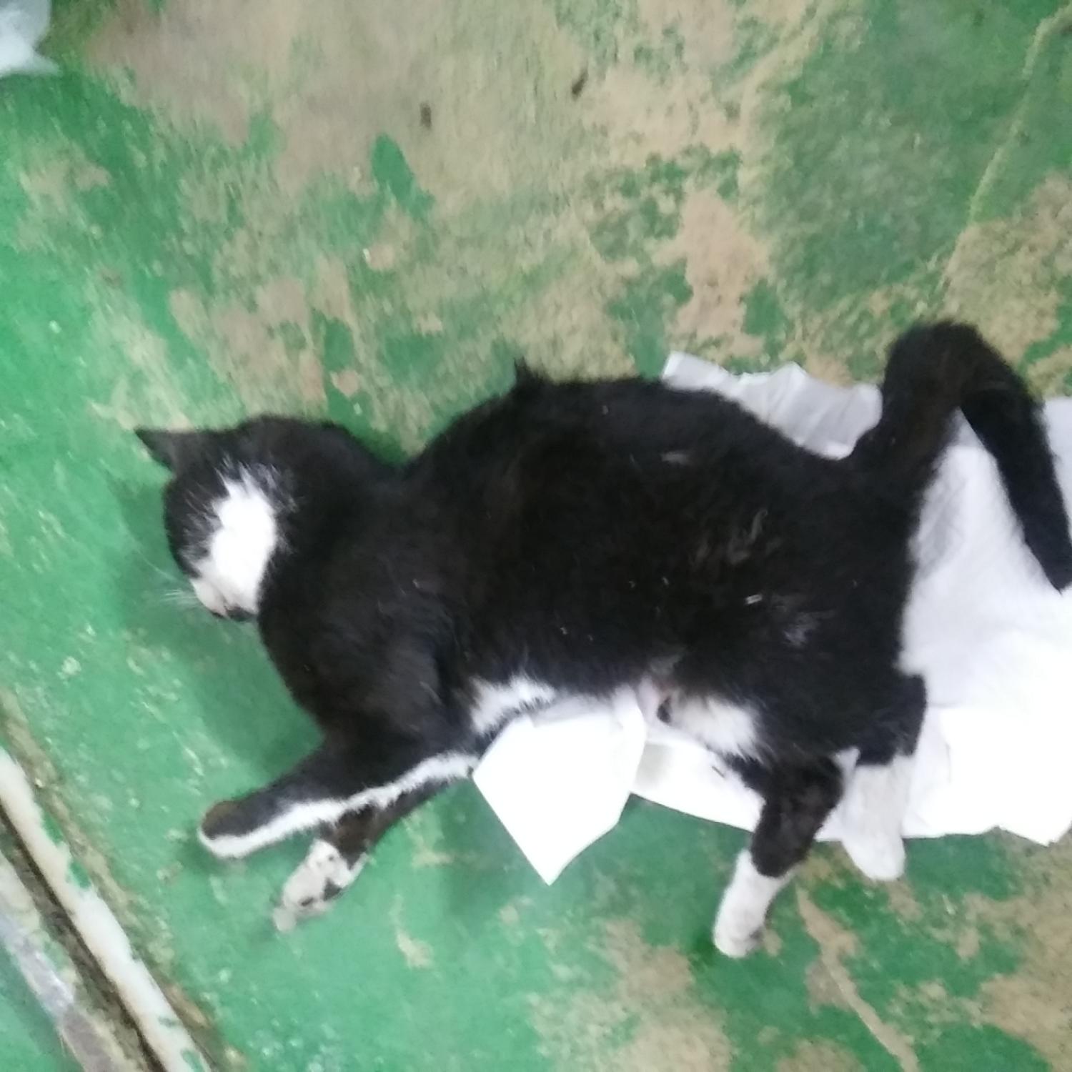 종료(자연사) 한국…
