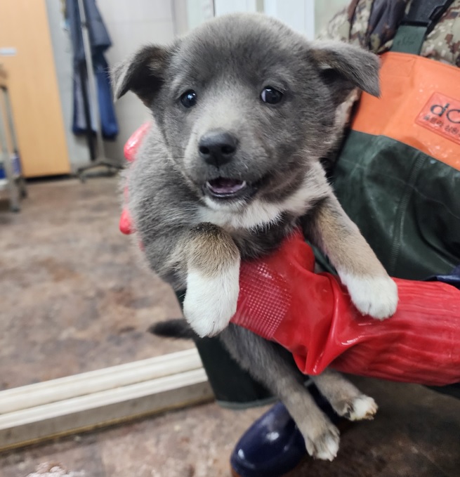 영천유기동물보호센터_447510202300099