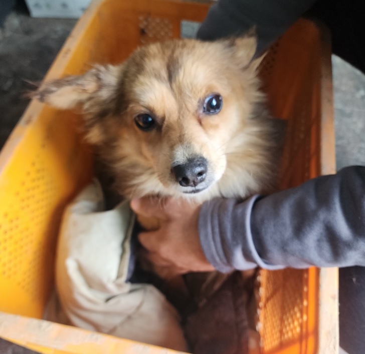 영천유기동물보호센터_447510202300101