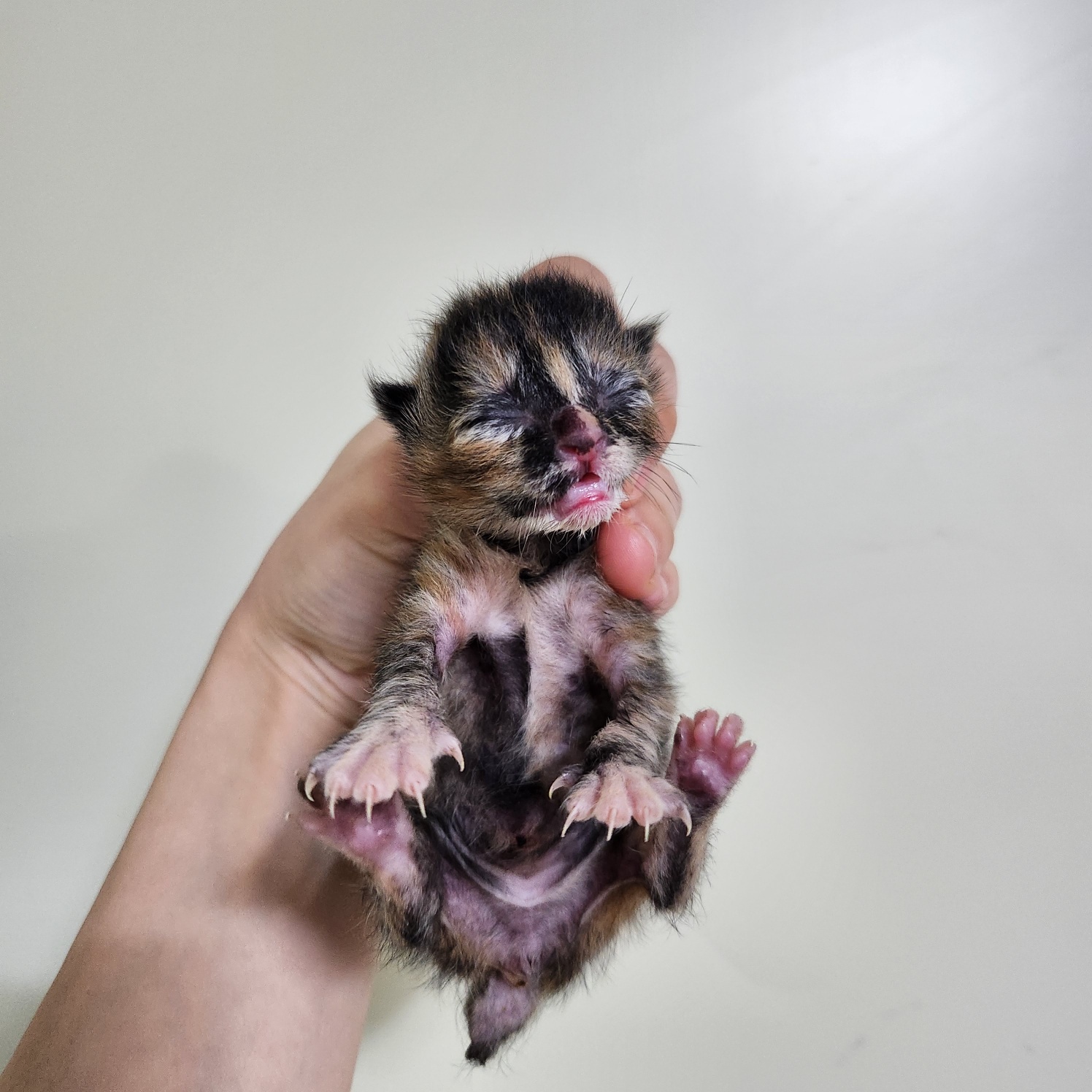 보호중 한국 고양이…