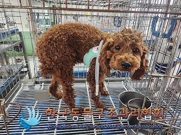 종료(기증) 푸들의…
