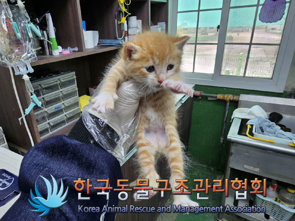 한국동물구조관리협회_441406202300530