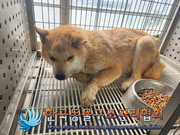 종료(안락사) 믹스…
