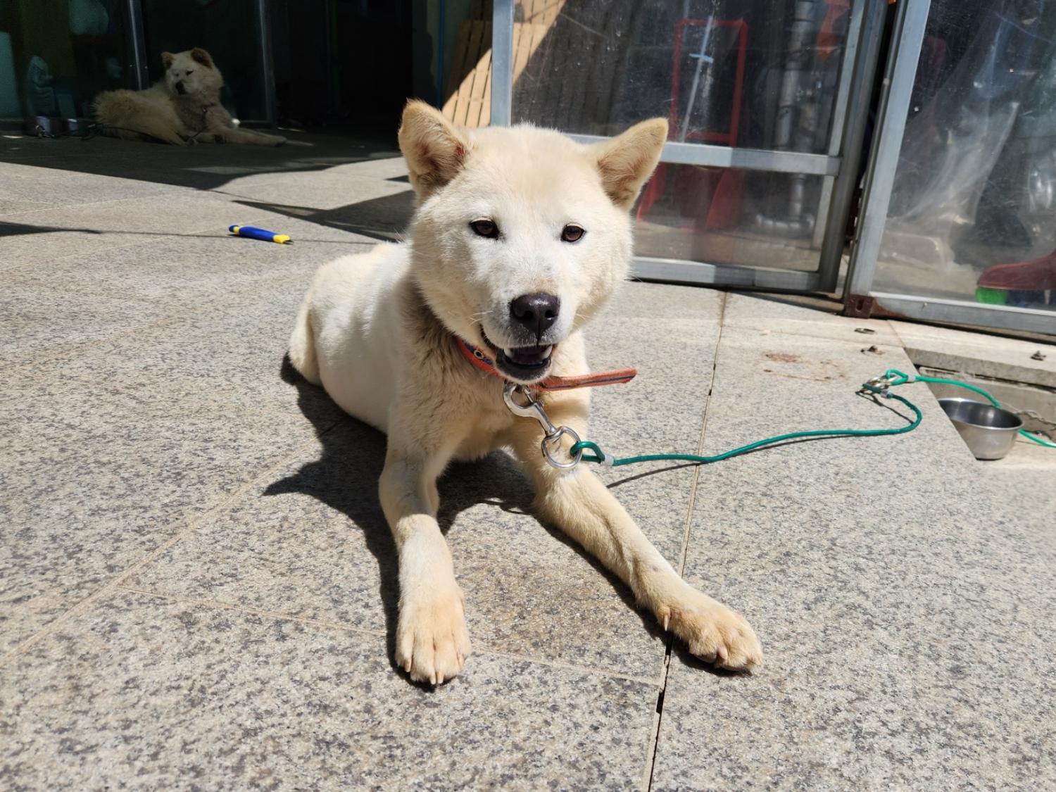 광주 동물보호소_429362202300237