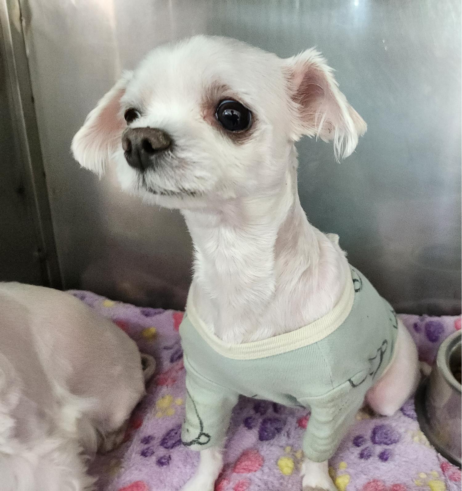 광주 동물보호소_429360202300327