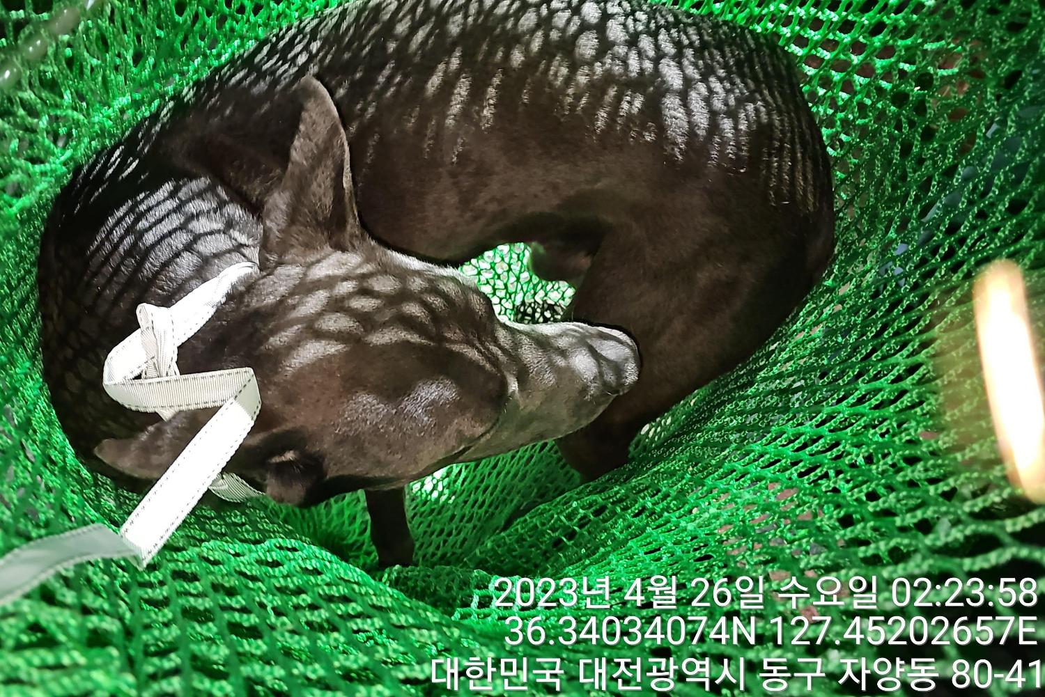 대전동물보호센터_430364202300128