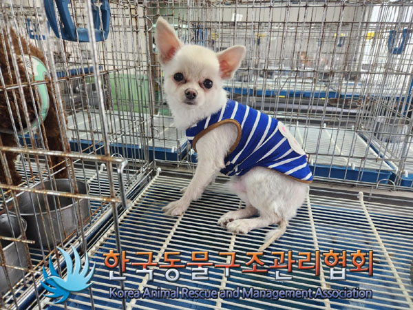종료(입양) 포메라…
