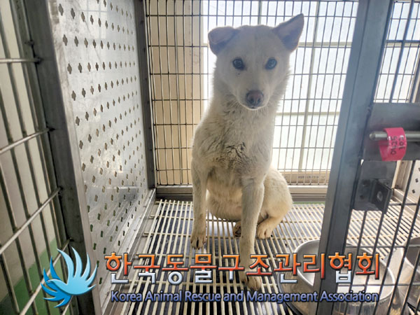 종료(안락사) 믹스…