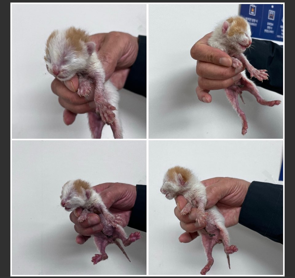 천안시유기동물보호소_444449202300899