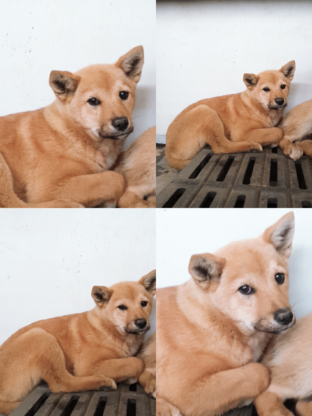 남양동물보호센터_441553202301254