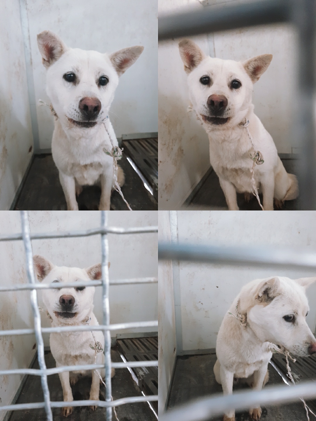 남양동물보호센터_441553202301252