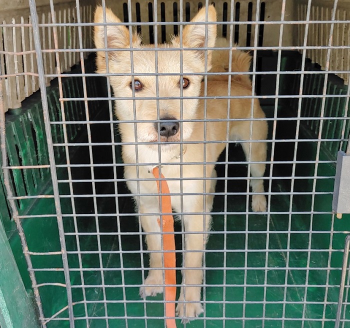 마산유기동물보호소_448528202300702
