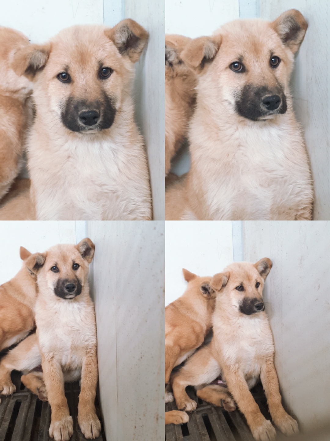 남양동물보호센터_441553202301255