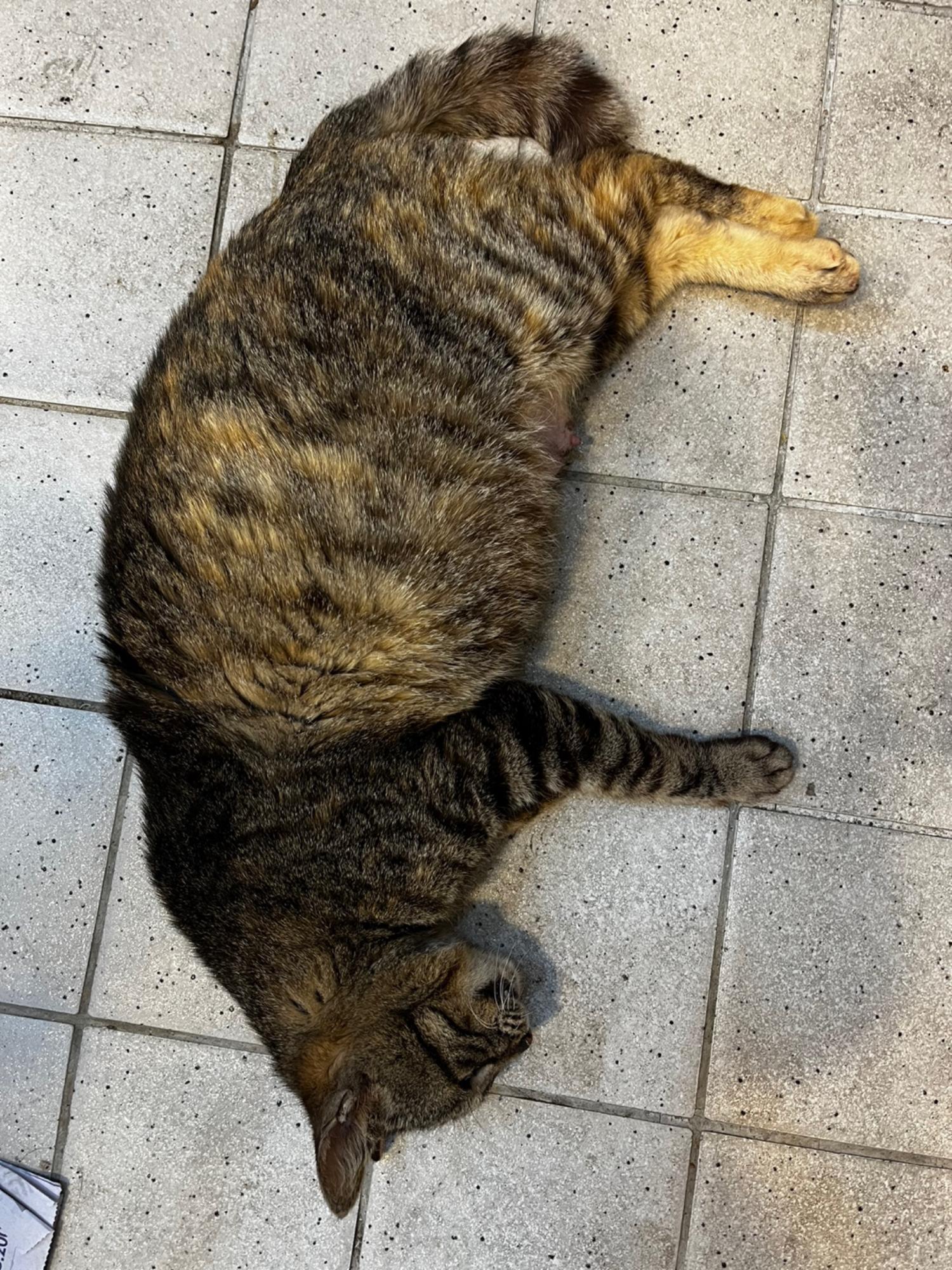 예스동물병원_427346202300389