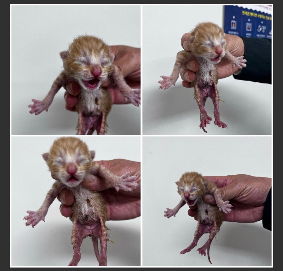 천안시유기동물보호소_444449202300901