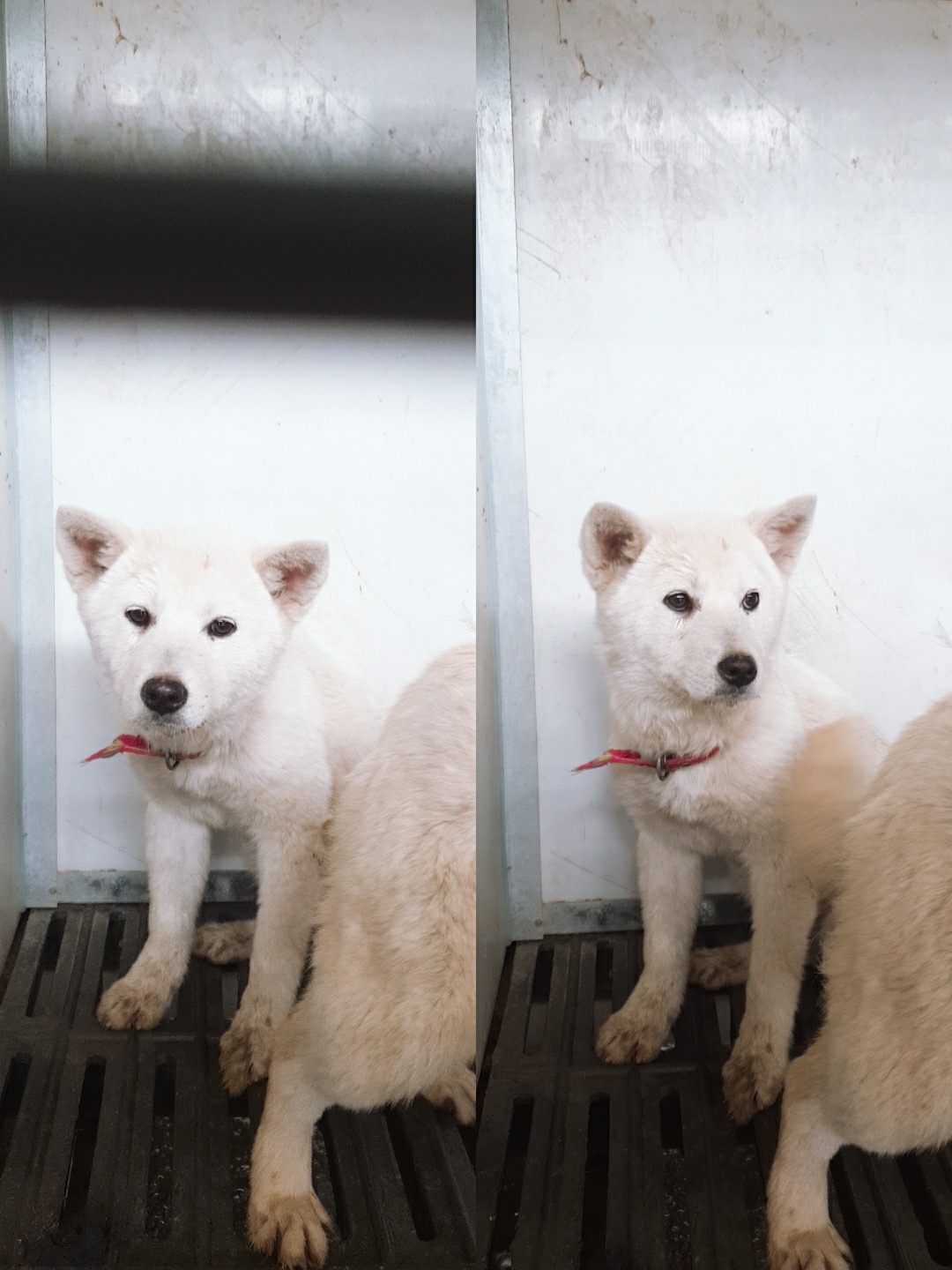 남양동물보호센터_441553202301262