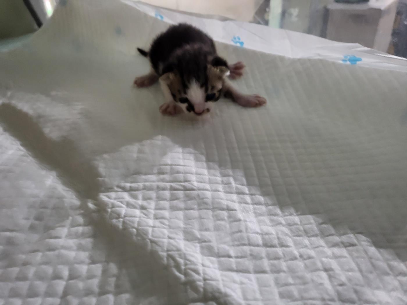 (사)하얀비둘기_426336202300109