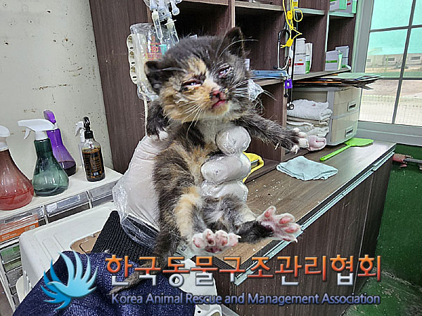한국동물구조관리협회_411315202300292