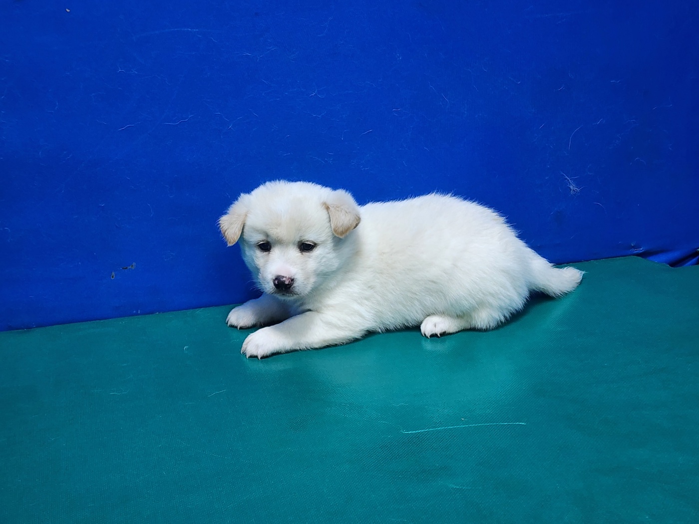 경산시유기동물보호소_447513202300527