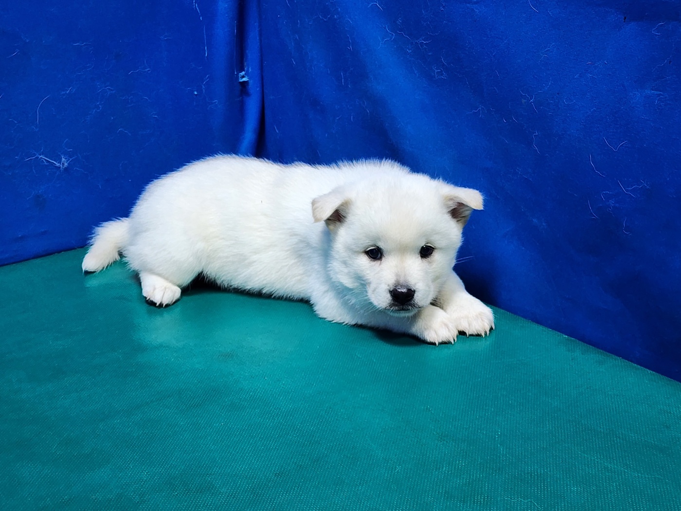 경산시유기동물보호소_447513202300526