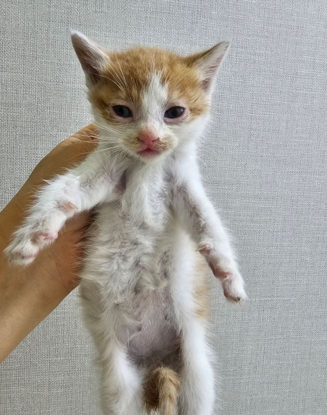 보령길고양이보호협회_444451202300396