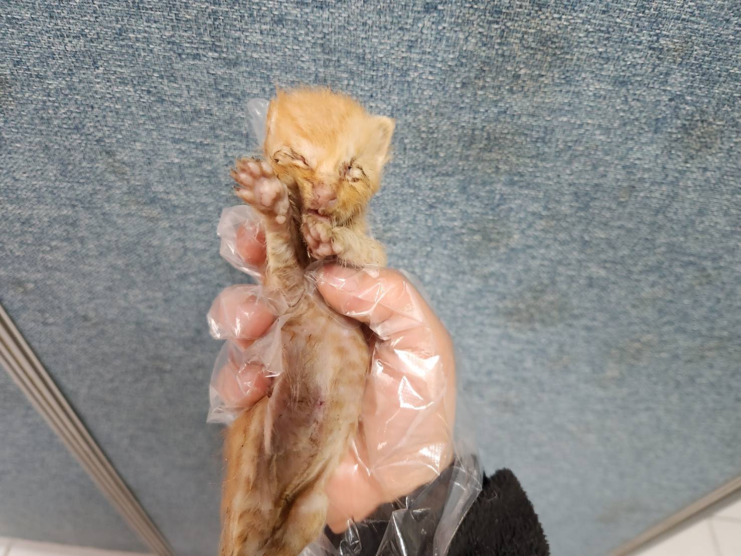한국야생동물보호협회_441403202300156