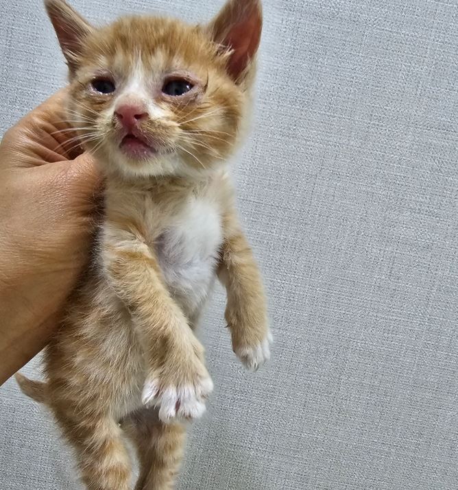 보령길고양이보호협회_444451202300397