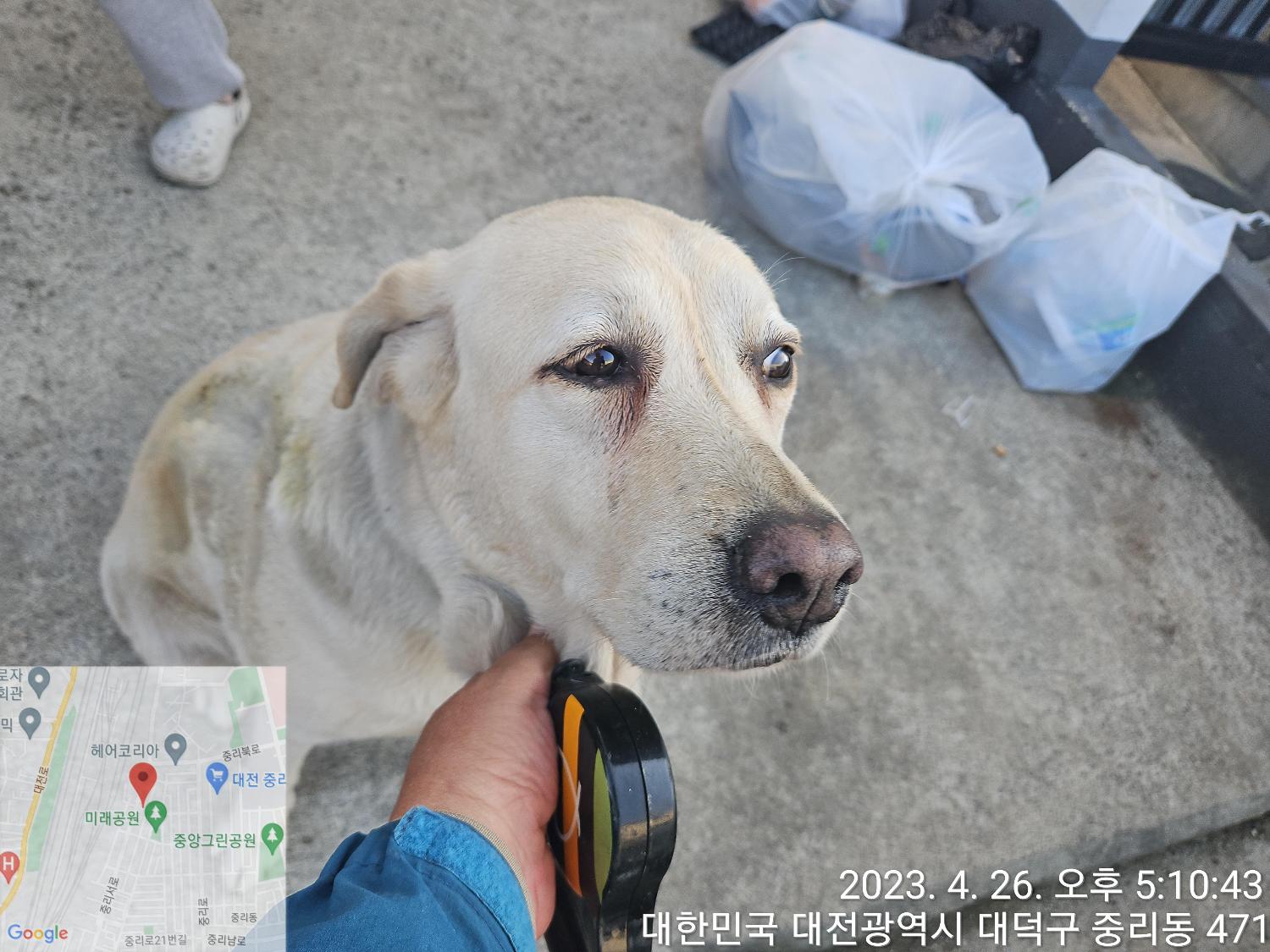 대전동물보호센터_430368202300240