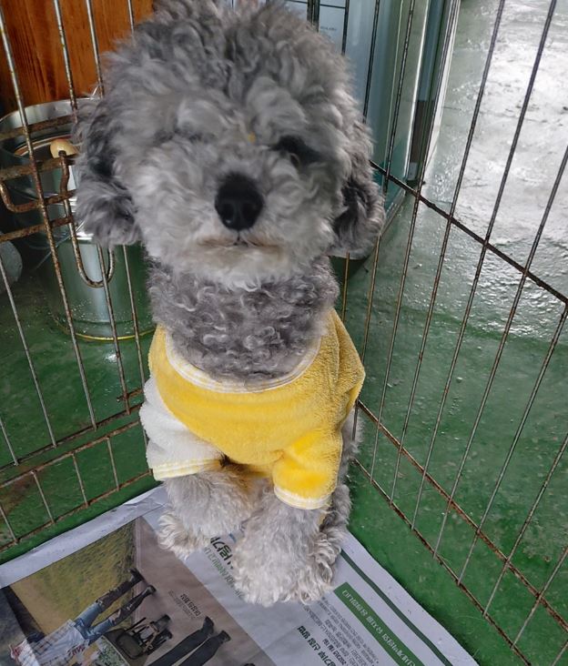 보령시유기동물보호소_444451202300398