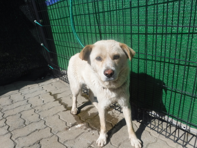 제주 동물보호센터_450650202301392