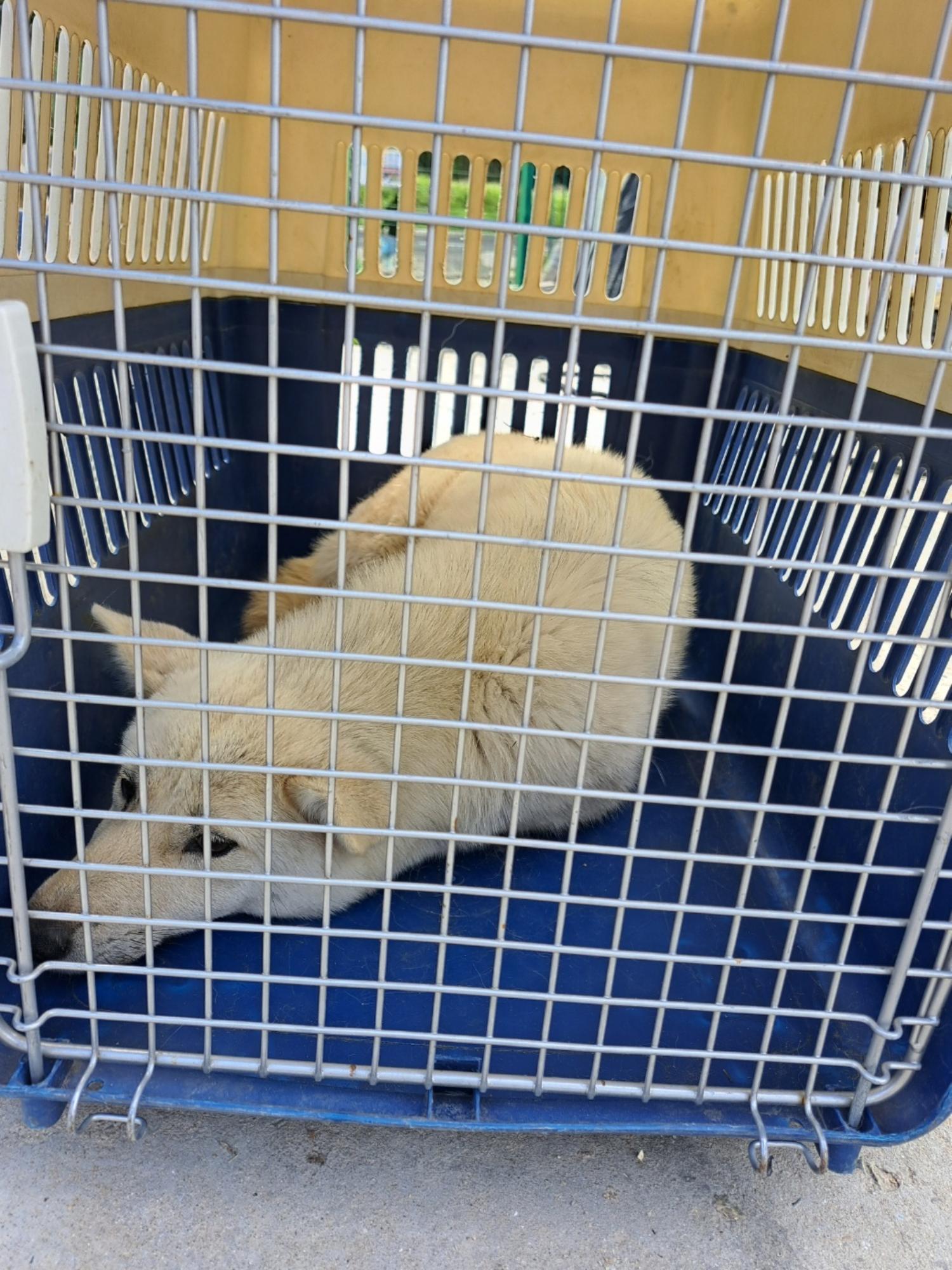 울산유기동물보호센터_431373202300402