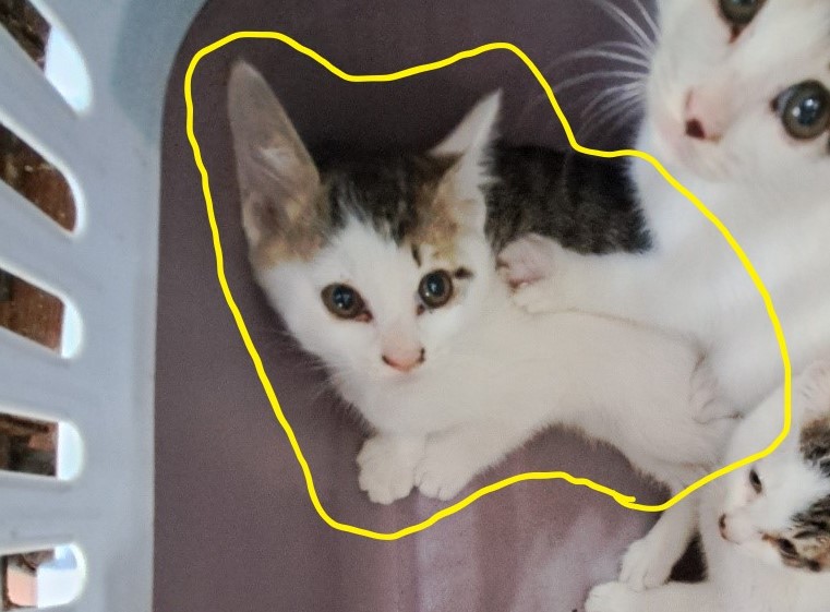 울산유기동물보호센터_431371202300183