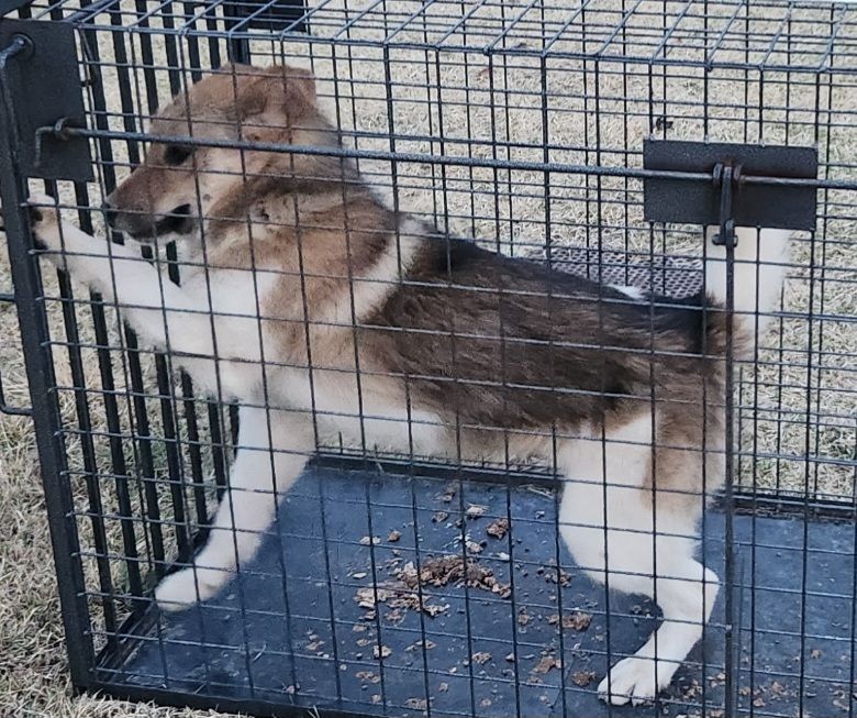 창녕 유기동물보호소_448541202300762