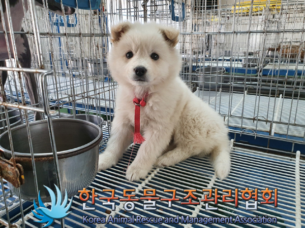 한국동물구조관리협회_411306202300302