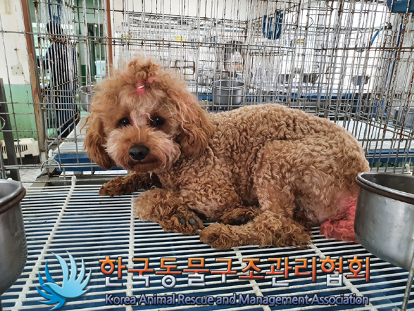 한국동물구조관리협회_441392202300057