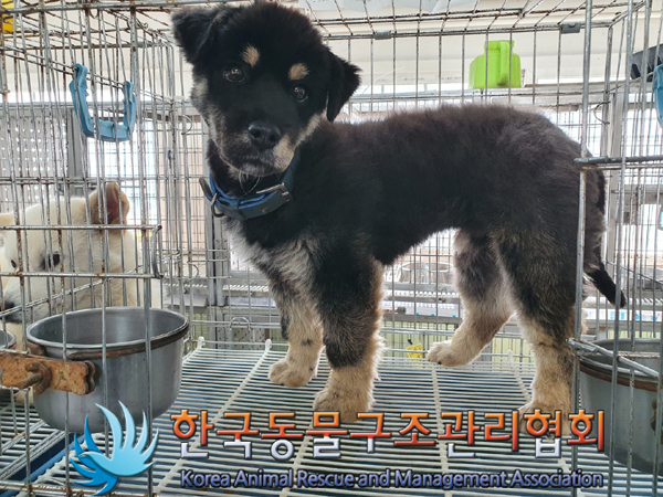 한국동물구조관리협회_441560202300420