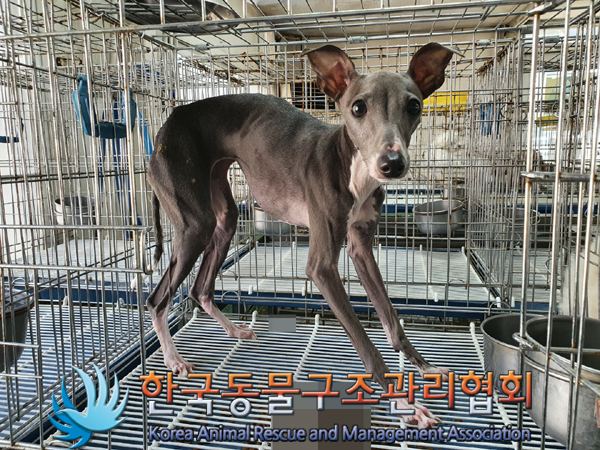 한국동물구조관리협회_411312202300261