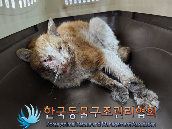 한국동물구조관리협회_441398202300136