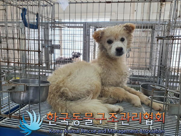 한국동물구조관리협회_441560202300421