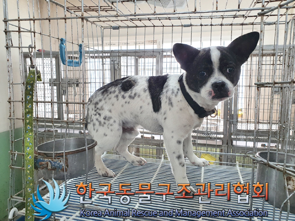 한국동물구조관리협회_441560202300423