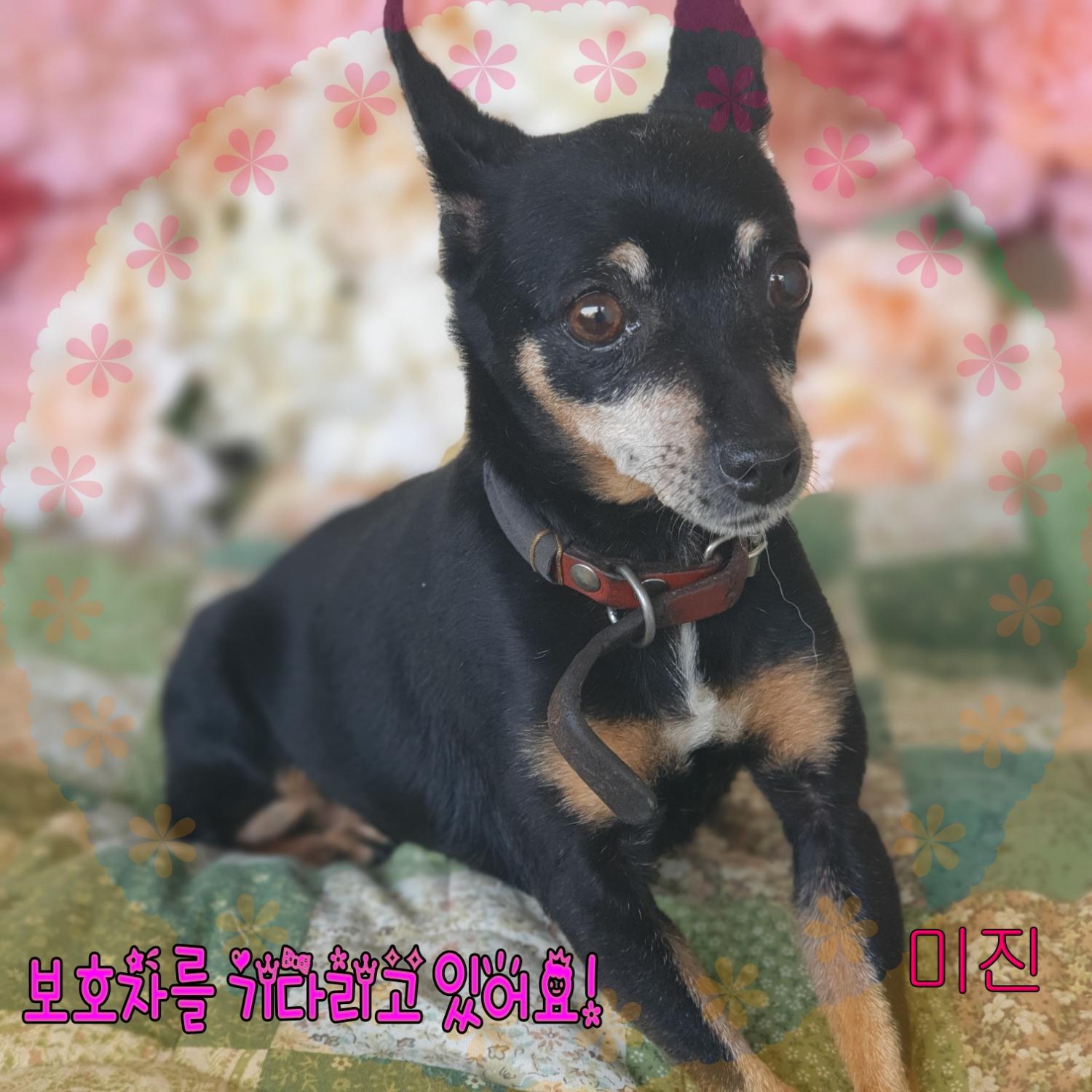 보호중 미니어쳐 핀…