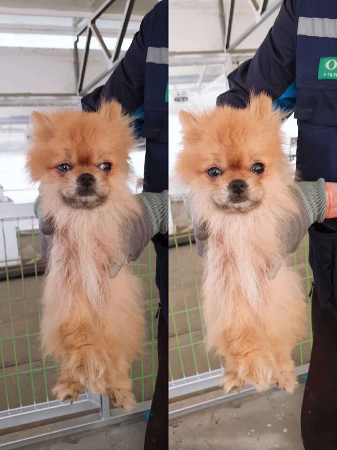 남양동물보호센터_441553202301284