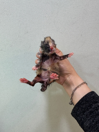 누리동물병원_426338202300075