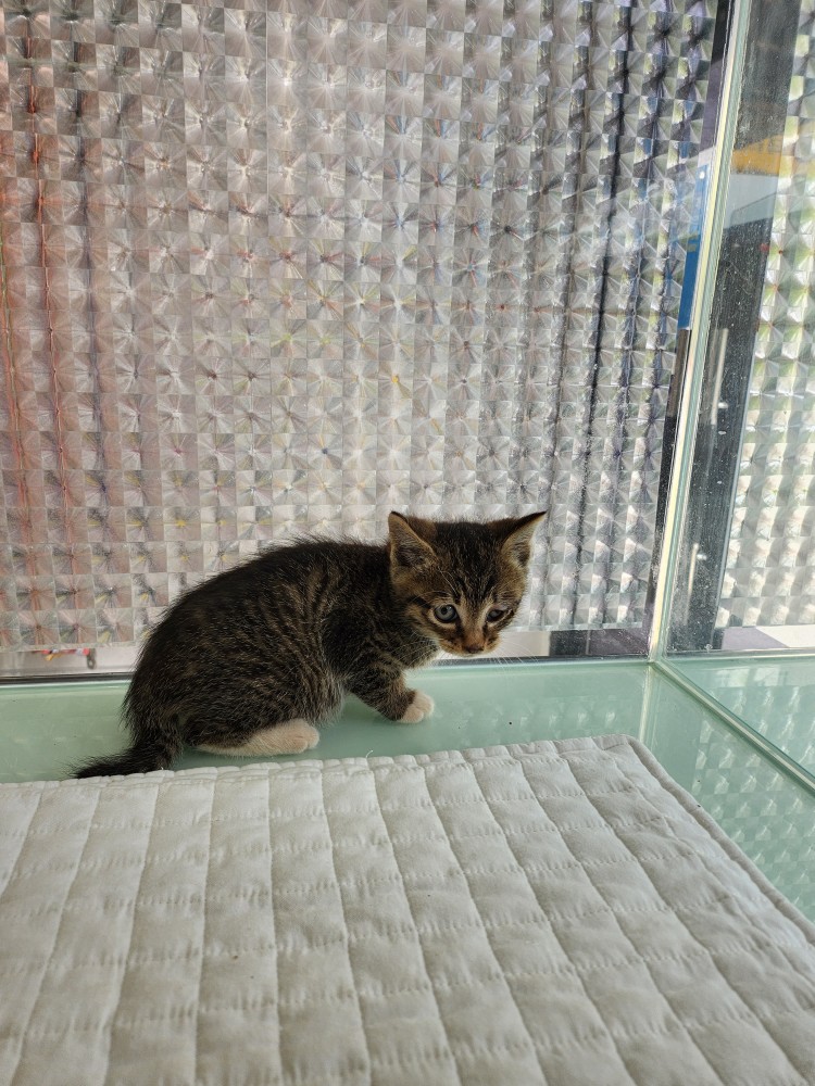 [고양이] 한국 고양이 인천-중구-2023-00194 유기동물 배경 이미지 입니다.